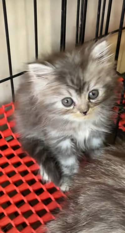 pure Persian kitten aur vaccinated triple long coted and littler trend