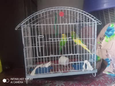 selling of parrot pair