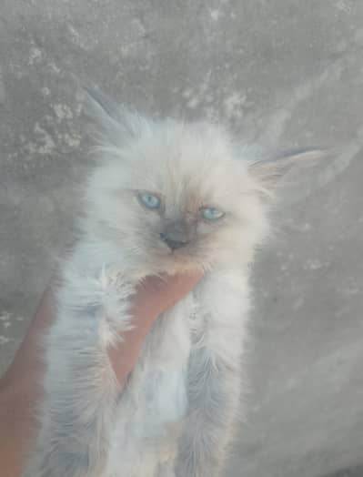 Dogs care form house job