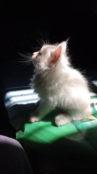 Persian Cat Kittens