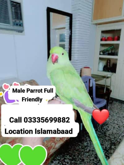 Hand Tamed Full Friendly Green Ring Neck Male Parrot Jumbo Size