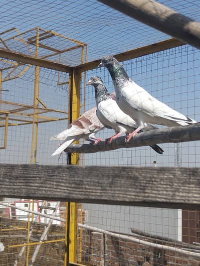 Kabootar Pigeon