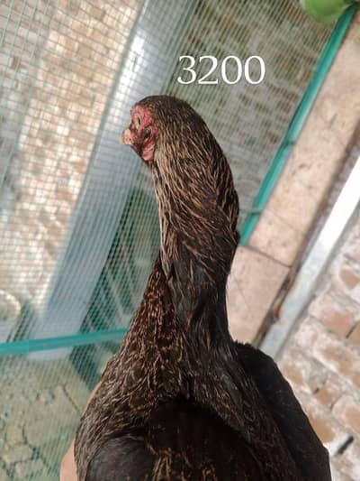 Aseel and Others For Sale