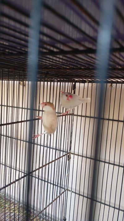 fown java and opal java