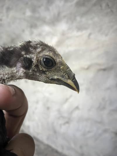 Thai Chick's Available black eyes