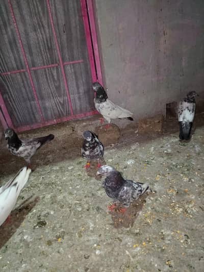 udai wale acche kabootar hai