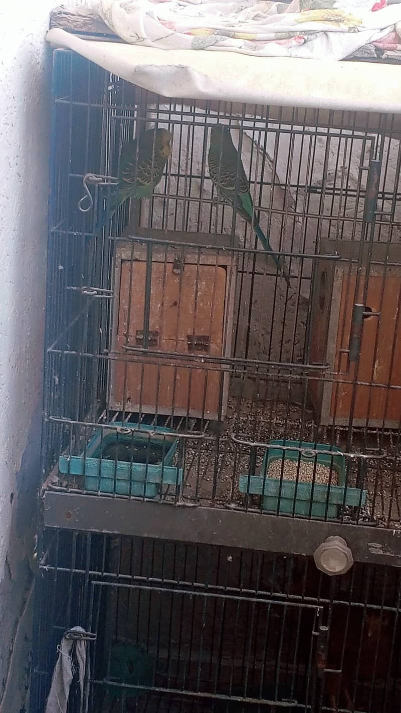 parrot 0