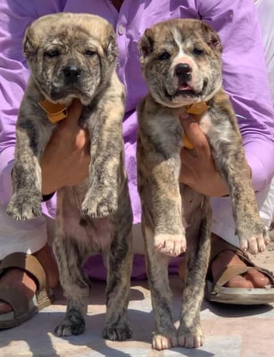 Supreme Quality King alabai male puppy for sale