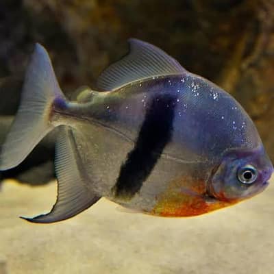 High grade Oscar Fish Sale/Bar Dollar – Rare & High-Quality Collection