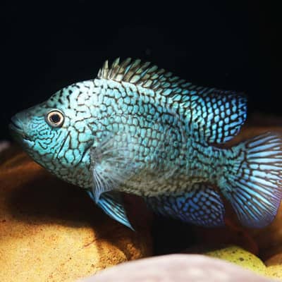 Giants Oscars and many more for sale whom looking for monster fishes!!