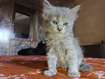 pesian male & female kittens