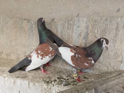 khal - lalband desi & kale desi