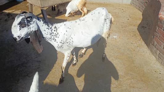 makhi chini path or chini bakri