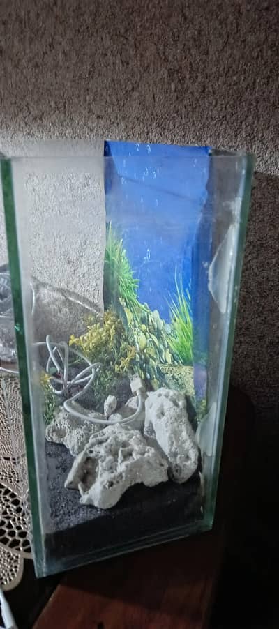 Fish Aquarium