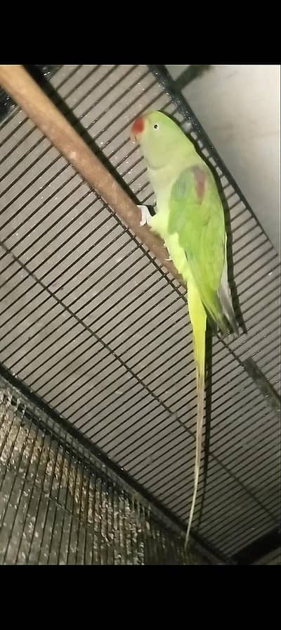 Breader female 03143275503