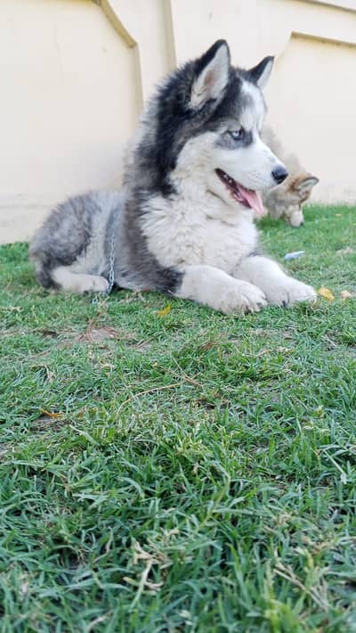 Siberian husky puppy
