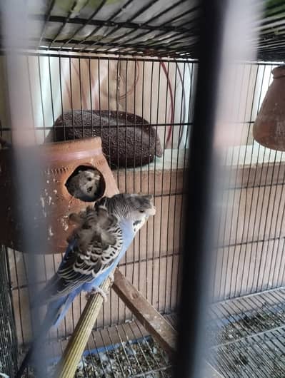 hogormo and under exhibition