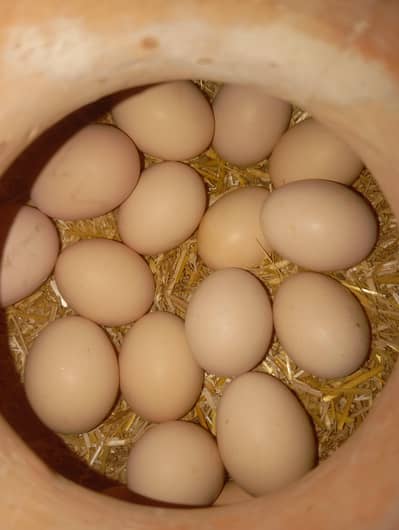 Reeza aseel  of Eggs