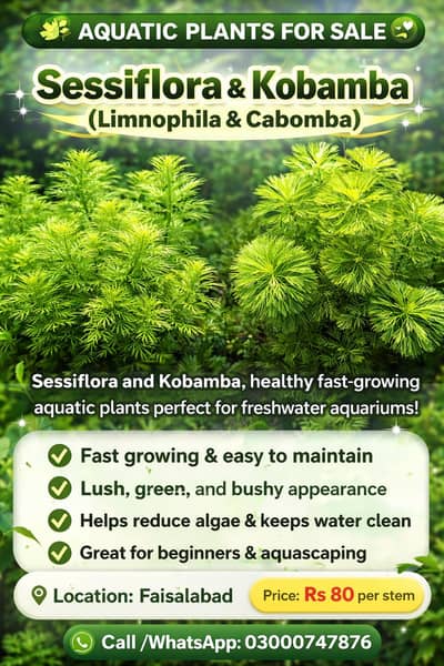 Aquatic plants/ low tech plants