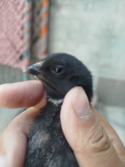 Thai Pakoye chicks