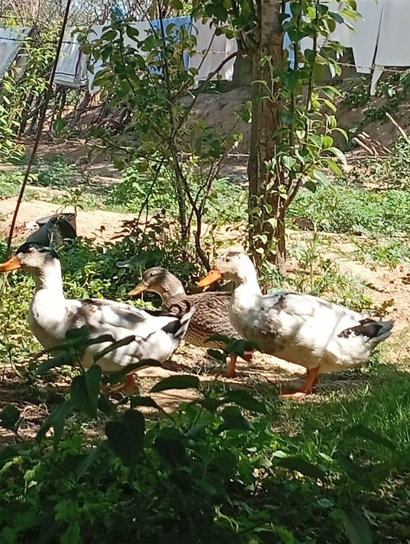 3 Ducks 0