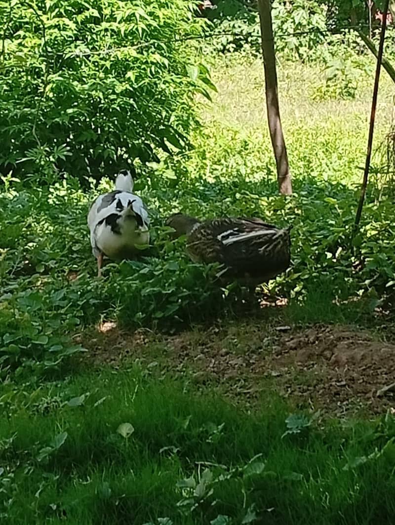 3 Ducks 3