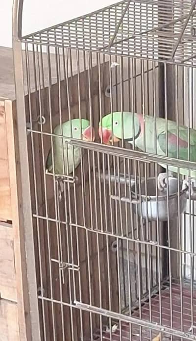 Parrot | RAW Parrot | Raw Parrot pair For Sale