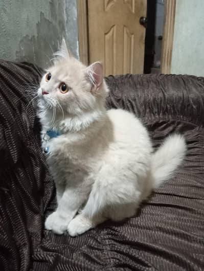 urgent sale. 03164915674