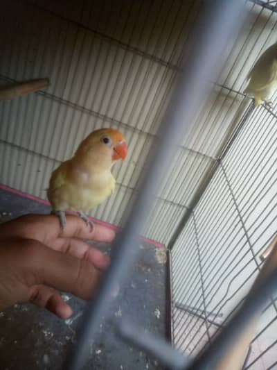 Handtame Decino Lovebird