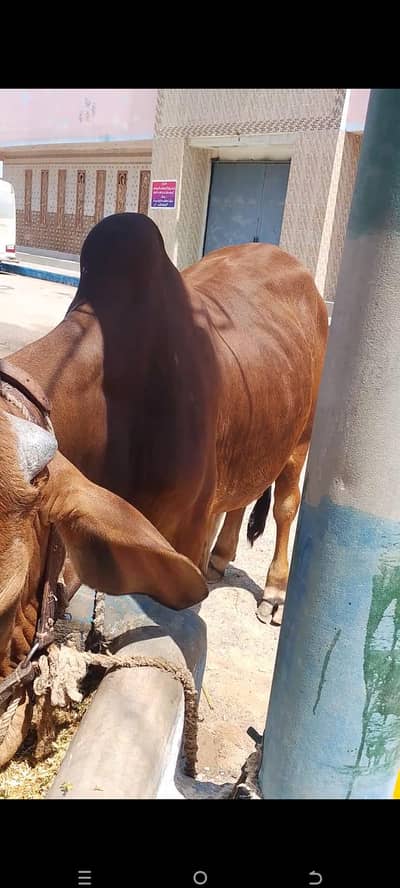 Bachra for sale Fresh 2 Dant hai location Karachi Orangi Town