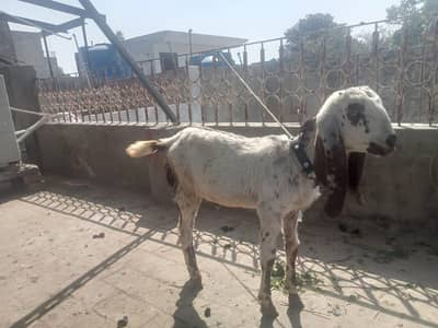 makhi cheena and layyalpuri cross bakra