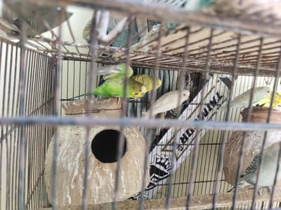 tcb & common pairs available for sell