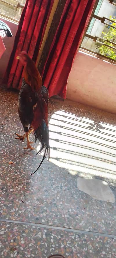 watsap no 03459546571