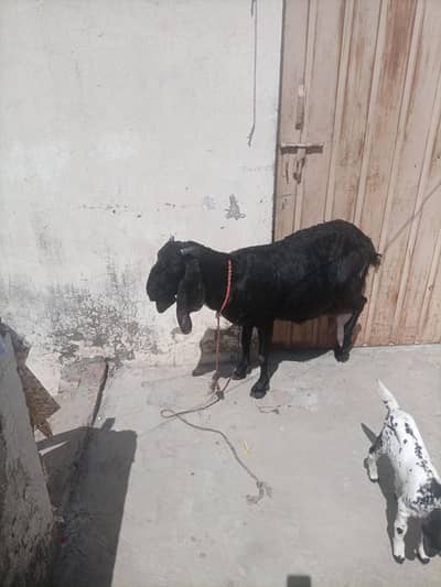 boht kubsorat hi black meh