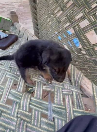 german shapherd long court female