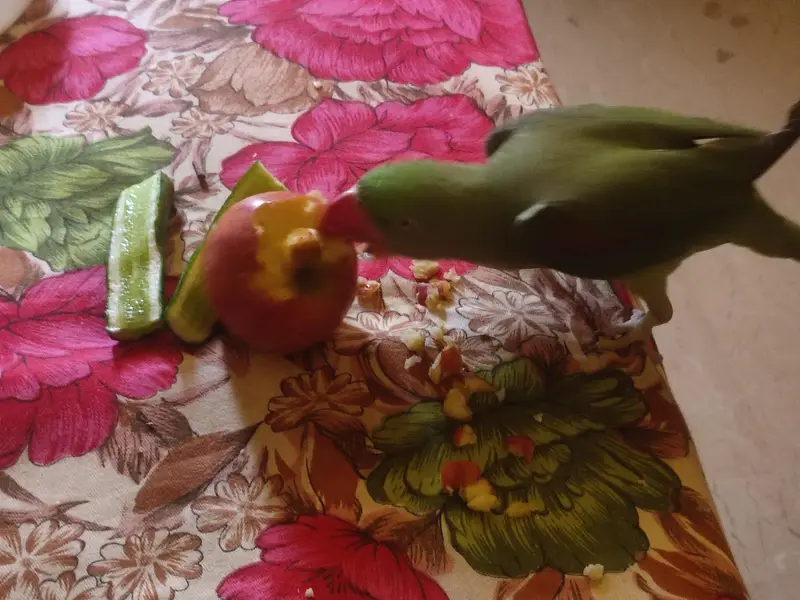 raw Kashmiri pahadi female parrot for sale — photo 7