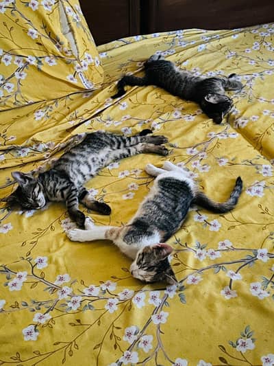 4 kittens for adoption