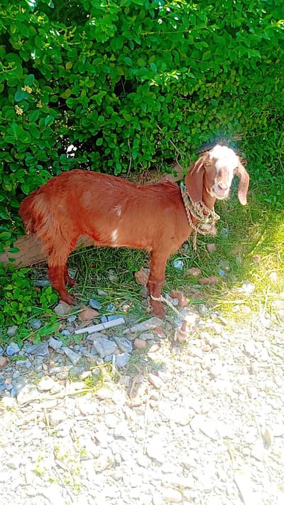 bakri for sel karna hai