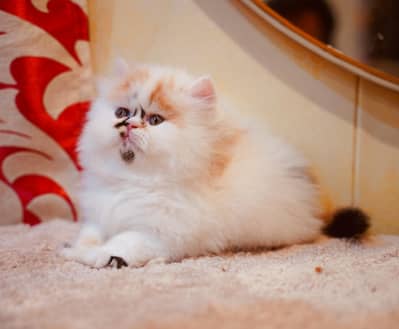 high quality Persian kitten for sale