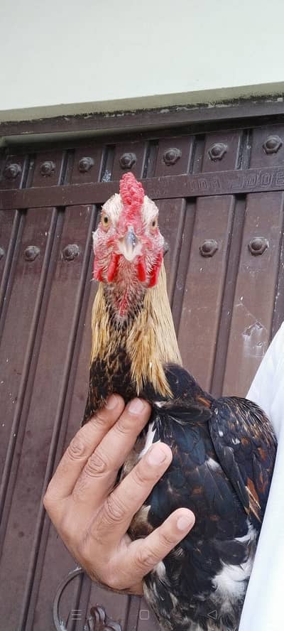 Beautiful Aseel patha available. . .