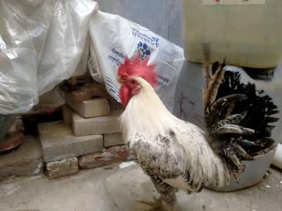 hens pair for sale