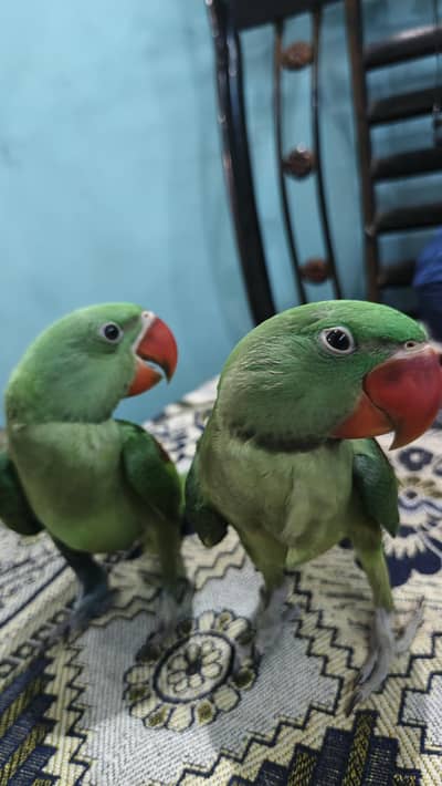Raw parrots