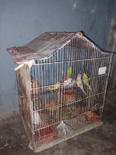 budgie parrot urgent for sale