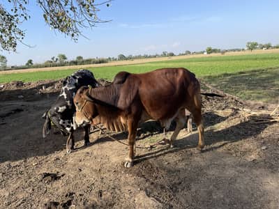 Kurbani ky leye gar k jawar