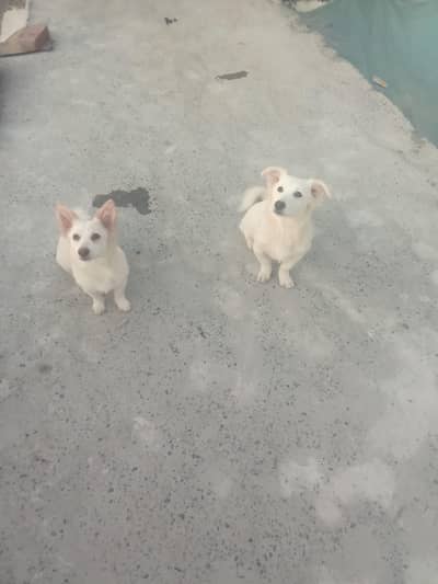 Russian pair male and female for sale