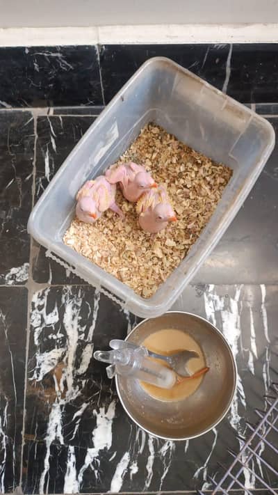 yellow ringneck chicks