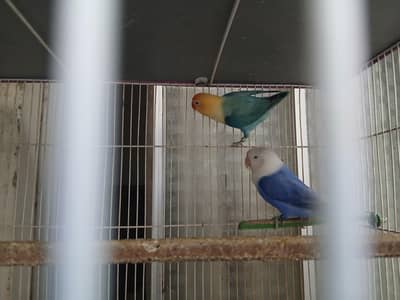 Parblue, Blue Opaline, Creamino, Split DunFellow