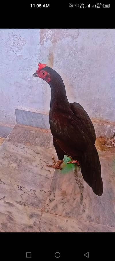black bengum