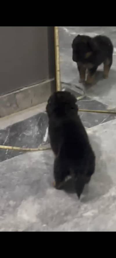 German shepherd long coat female puppy