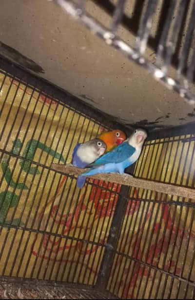 mere pas albino red eyes black eyes cremino diickno Latino  prbilu